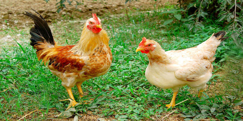 Kiến thức nuôi gà chiến là lựa chọn các giống gà khỏe mạnh