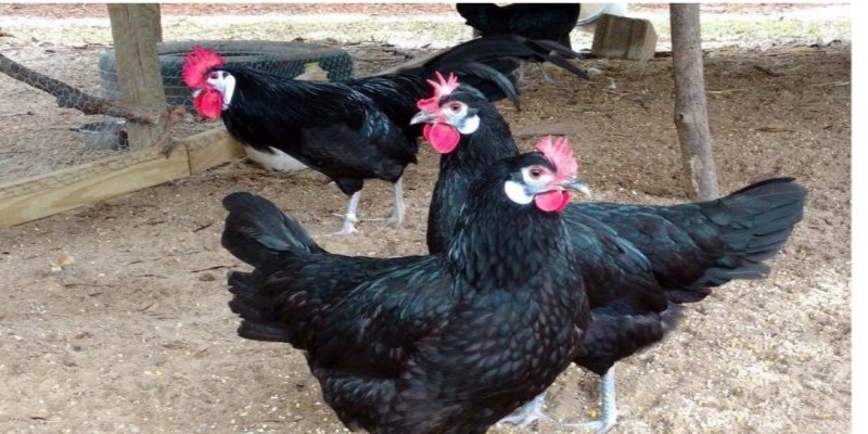 Giống gà Español có xuất xứ từ Tây Ban Nha