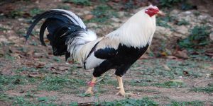 gà Mỹ không chỉ là giống gà có khả năng chiến đấu vô cùng mạnh mẽ và còn rất đa dạng về chủng loại