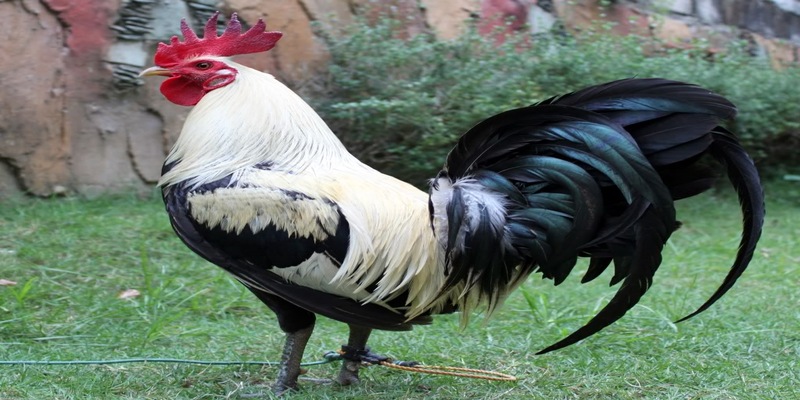 Gà hatch - một trong những giống gà nổi tiếng nhất thế giới