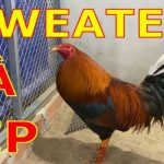 Gà Sweater - Một trong những giống gà chiến hàng đầu 2024