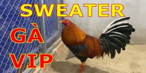 Gà Sweater - Một trong những giống gà chiến hàng đầu 2024